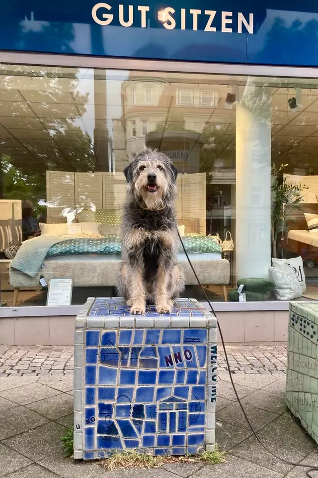 Lucky sitzt auf einem Mosaikwürfel unter dem Schild „Gut sitzen“