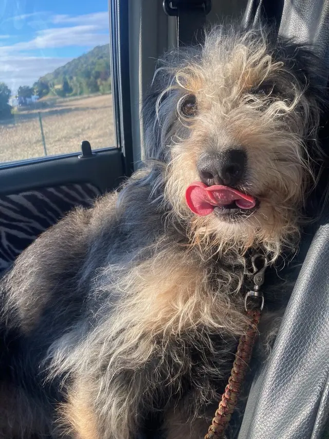 Lucky sitzt im Auto und leckt sich über die Nase, draußen Felder