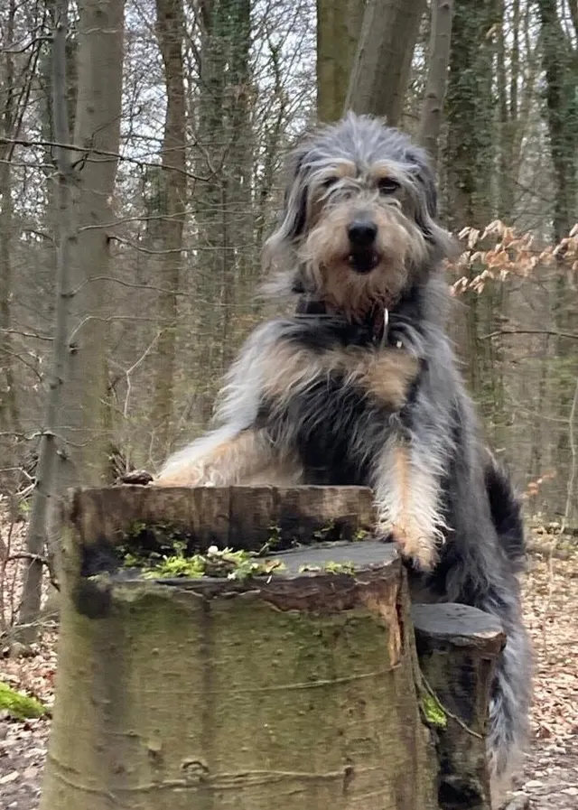 Lucky stützt die Vorderpfoten auf einen Baumstumpf im Winterwald
