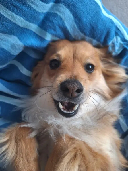 Lucky, rotbrauner Hund mit weißer Brust, liegt entspannt auf einer blauen Decke