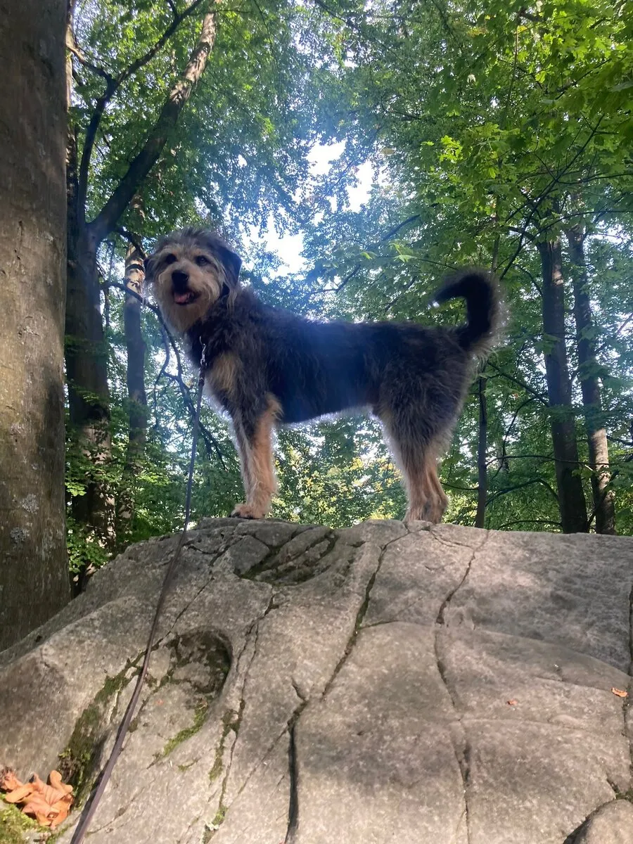 Lucky steht auf einem Felsen im Laubwald und schaut nach oben